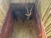 1 X SWARTWITPENS - SABLE M:1 - 5