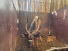 1 X NJALA - NYALA M:1 - 3