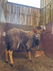 1 X NJALA - NYALA M:1 - 5