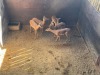 5 X ROOIBOK - IMPALA V/F:5 (Betaal per dier/Pay per animal) - 2