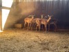 5 X ROOIBOK - IMPALA V/F:5 (Betaal per dier/Pay per animal) - 3