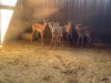5 X ROOIBOK - IMPALA V/F:5 (Betaal per dier/Pay per animal) - 4
