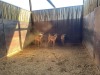 5 X ROOIBOK - IMPALA V/F:5 (Betaal per dier/Pay per animal) - 5