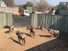 5 X BLOUWILDEBEES - BLUE WILDEBEEST M:5 (Betaal per dier/Pay per animal) - 2