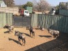 5 X BLOUWILDEBEES - BLUE WILDEBEEST M:5 (Betaal per dier/Pay per animal) - 3