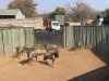 5 X BLOUWILDEBEES - BLUE WILDEBEEST M:5 (Betaal per dier/Pay per animal) - 4