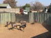 5 X BLOUWILDEBEES - BLUE WILDEBEEST M:5 (Betaal per dier/Pay per animal) - 5