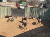 5 X BLOUWILDEBEES - BLUE WILDEBEEST M:5 (Betaal per dier/Pay per animal) - 6