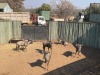 5 X BLOUWILDEBEES - BLUE WILDEBEEST M:5 (Betaal per dier/Pay per animal) - 7