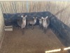 2+1 X WATERBOK - WATERBUCK V/F:2+1 (Betaal per dier/Pay per animal) - 2