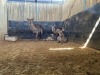 2+1 X WATERBOK - WATERBUCK V/F:2+1 (Betaal per dier/Pay per animal) - 3