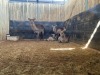 2+1 X WATERBOK - WATERBUCK V/F:2+1 (Betaal per dier/Pay per animal) - 4