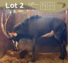 1 X SWARTWITPENS - SABLE M:1