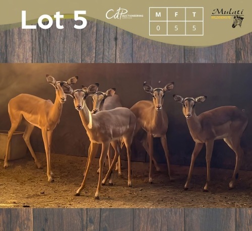 5 X ROOIBOK - IMPALA V/F:5 (Betaal per dier/Pay per animal)