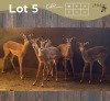 5 X ROOIBOK - IMPALA V/F:5 (Betaal per dier/Pay per animal)