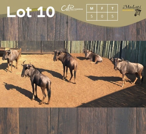 5 X BLOUWILDEBEES - BLUE WILDEBEEST M:5 (Betaal per dier/Pay per animal)