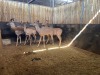 4 X KOEDOE - KUDU M:1 V/F:3 (Betaal per dier/Pay per animal) - 2