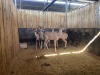 4 X KOEDOE - KUDU M:1 V/F:3 (Betaal per dier/Pay per animal) - 3