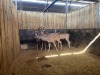 4 X KOEDOE - KUDU M:1 V/F:3 (Betaal per dier/Pay per animal) - 4