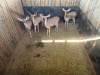 4 X KOEDOE - KUDU M:1 V/F:3 (Betaal per dier/Pay per animal) - 5