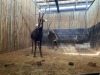 2 X SWARTWITPENS - SABLE V/F:2 SABLE RANCH (Betaal per dier/Pay per animal) - 8