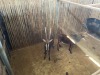 2 X SWARTWITPENS - SABLE V/F:2 SABLE RANCH (Betaal per dier/Pay per animal) - 9