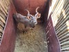 1 X KOEDOE - KUDU M:1 - 2