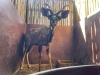 1 X KOEDOE - KUDU M:1 - 3