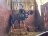 1 X KOEDOE - KUDU M:1 - 4