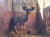 1 X KOEDOE - KUDU M:1 - 5