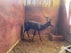 1 X SWART ROOIBOK - BLACK IMPALA M:1 - 2