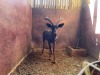 1 X SWART ROOIBOK - BLACK IMPALA M:1 - 3