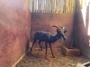 1 X SWART ROOIBOK - BLACK IMPALA M:1 - 4