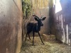 1 X SWART ROOIBOK - BLACK IMPALA M:1 - 4