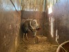 1 X NJALA - NYALA M:1 - 3