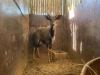 1 X NJALA - NYALA M:1 - 4