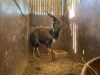 1 X NJALA - NYALA M:1 - 5
