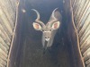 1 X KOEDOE - KUDU M:1 - 2