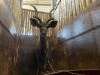 1 X KOEDOE - KUDU M:1 - 4