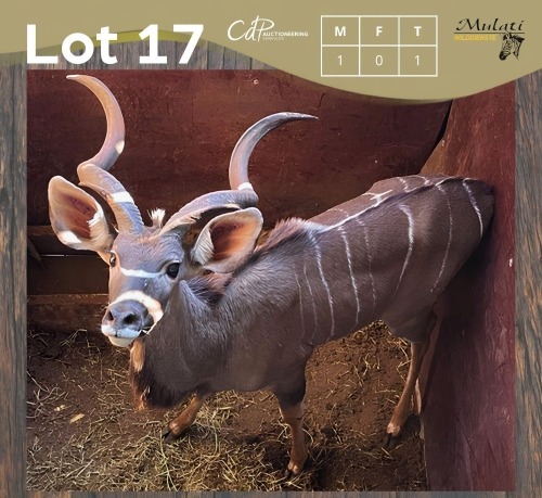 1 X KOEDOE - KUDU M:1
