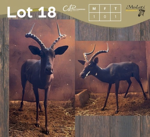 1 X SWART ROOIBOK - BLACK IMPALA M:1
