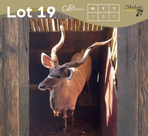 1 X KOEDOE - KUDU M:1