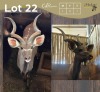 1 X KOEDOE - KUDU M:1