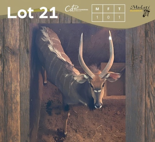 1 X NJALA - NYALA M:1