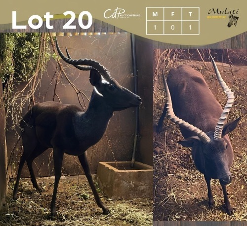 1 X SWART ROOIBOK - BLACK IMPALA M:1