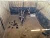 2 X SWARTWITPENS - SABLE V/F:2 SABLE RANCH (Betaal per dier/Pay per animal) - 2