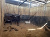2 X SWARTWITPENS - SABLE V/F:2 SABLE RANCH (Betaal per dier/Pay per animal) - 3