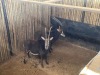 2 X SWARTWITPENS - SABLE V/F:2 SABLE RANCH (Betaal per dier/Pay per animal) - 4