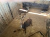 2 X SWARTWITPENS - SABLE V/F:2 SABLE RANCH (Betaal per dier/Pay per animal) - 5