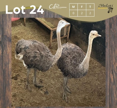 2 X VOLSTRUIS - OSTRICH V/F:2 (Betaal per dier/Pay per animal)